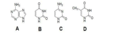 bases are present both in DNA and RNA