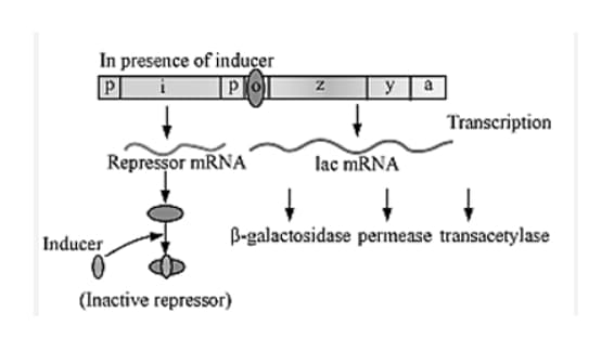 description for lac operon in ‘switched on’ condition
