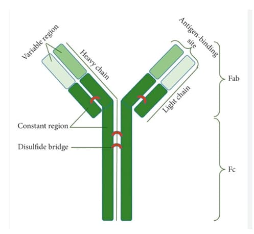 antibody molecule and label any four parts