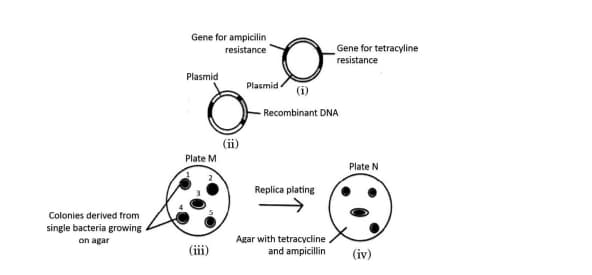  transformed bacteria 