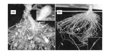  Roots of a typical control tobacco crop plant (infected)