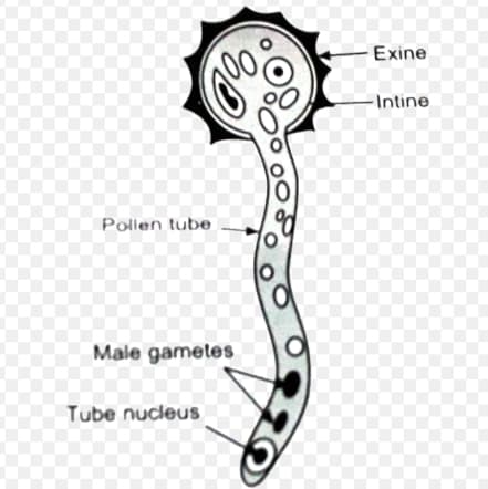 three-celled male gametophyte