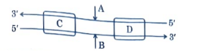 The process of copying the genetic information