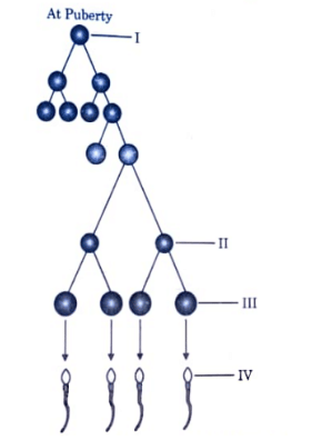 schematic representation of spermatogenesis in human males