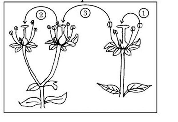 modes of pollination