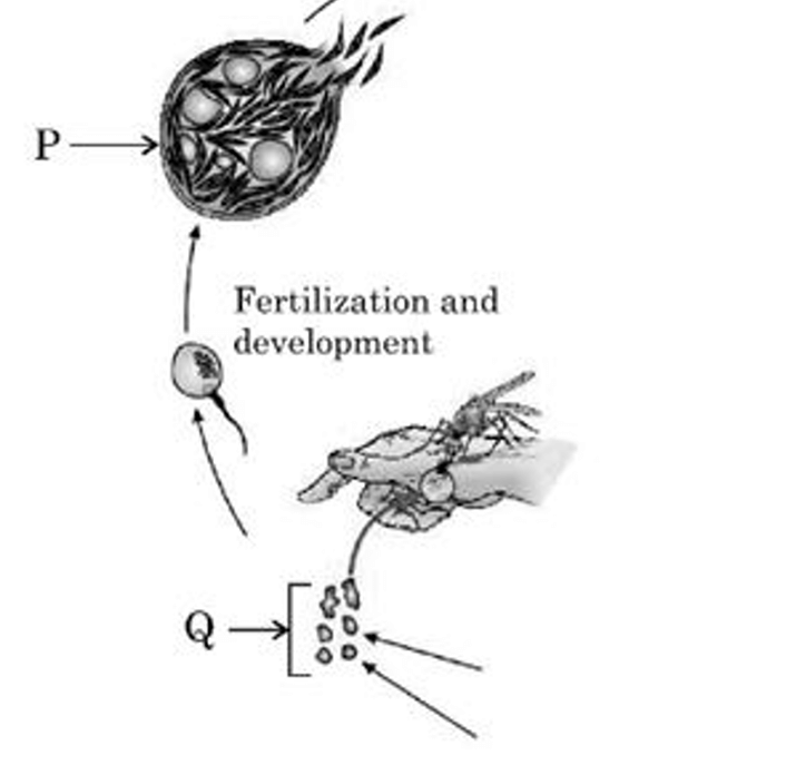 life cycle of Plasmodium