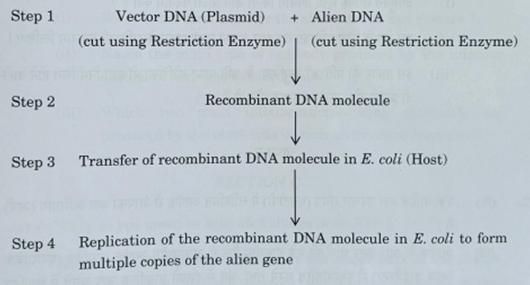 essential steps involved in the process of recombinant DNA