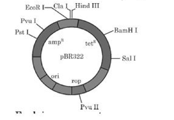 ‘ori’ and ‘rop’ in the E. coli cloning
