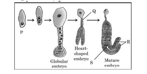 stages of a dicot embryo 