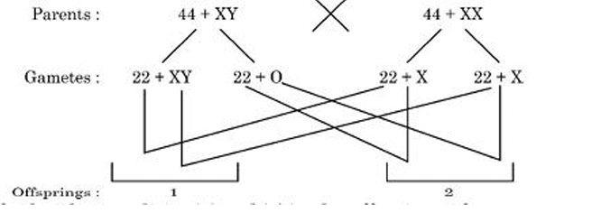 abnormalities ‘1’ and ‘2’ in the offsprings of a cross done between a couple