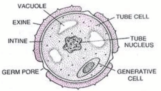 mature pollen grain consists