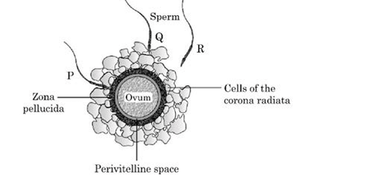 human ovum surrounded by a few sperms
