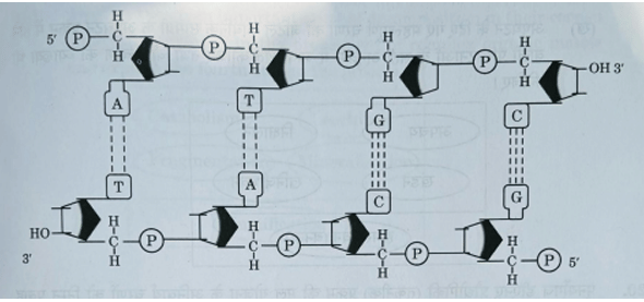 molecular structure of a double-stranded polynucleotide