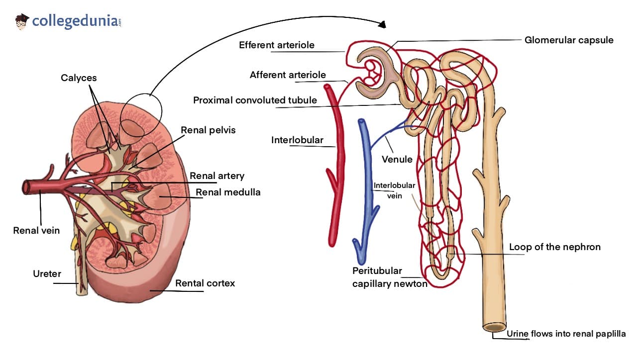 Glomerular Filtrate