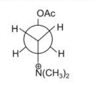  stable conformation of acetylcholine