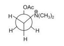  stable conformation of acetylcholine
