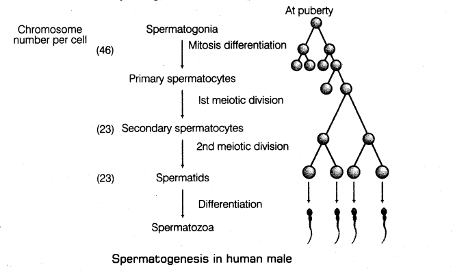 Spermatogenesis in human male