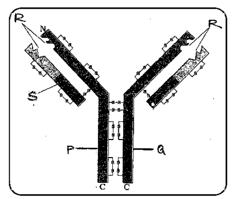 Observe the diagram and answer the following question