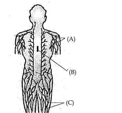 Observe the diagram and answer the following question:
