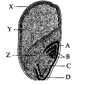 The following diagram shows an endospermic seed of Maize grain
