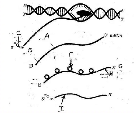 Observe the given figure and answer the question: