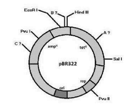 pBR322