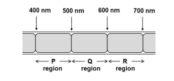 After a period of time, bacteria known to migrate towards high oxygen concentration, is spread on the surface of the alga. Which region(s) of the alga will have maximum bacterial congregation?