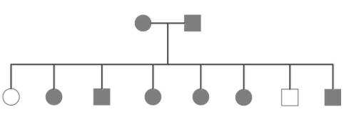 The pedigree given below shows individuals affected (shaded circles/rectangles) by chronic hypertension. Assuming 100% penetrance, the inheritance of this trait is