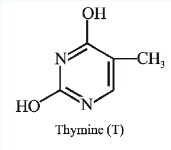 Structure of Thymine (T)