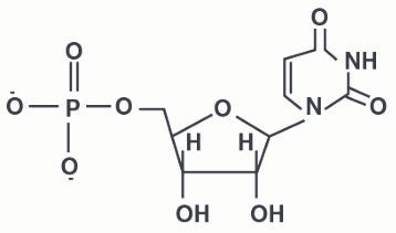 The number of oxygens present in a nucleotide formed from a base