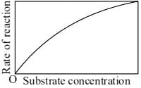 The variation of the rate of an enzyme catalyzed reaction with substrate concentration is correctly represented by graph