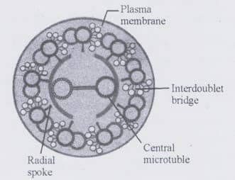 identify the part which connects the peripheral microtubules to the central sheath