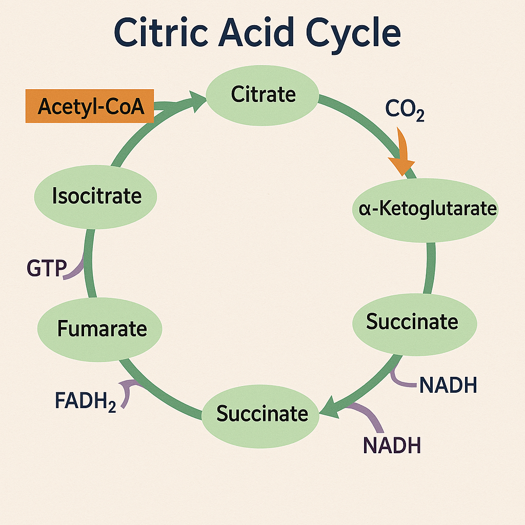 The Citric Acid Cycle (Krebs cycle)