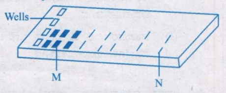 Agarose gel electrophoresis representation
