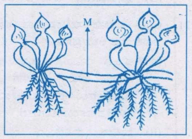 vegetative propagule