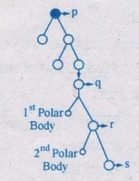 schematic representation of Oogenesis