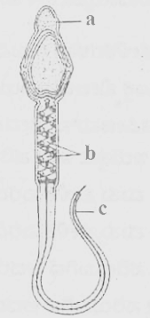  functions of the labelled parts a,b and c