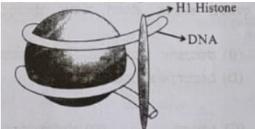 Nucleosome