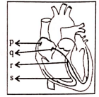Conducting System of the human heart.