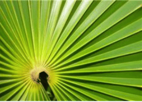 Green leaf structure