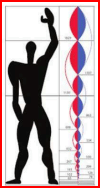 the graphical human scale used by Le Corbusier to represent dimensions