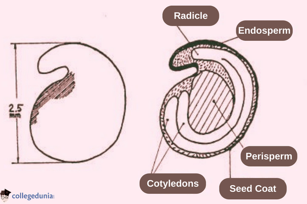 Perisperm