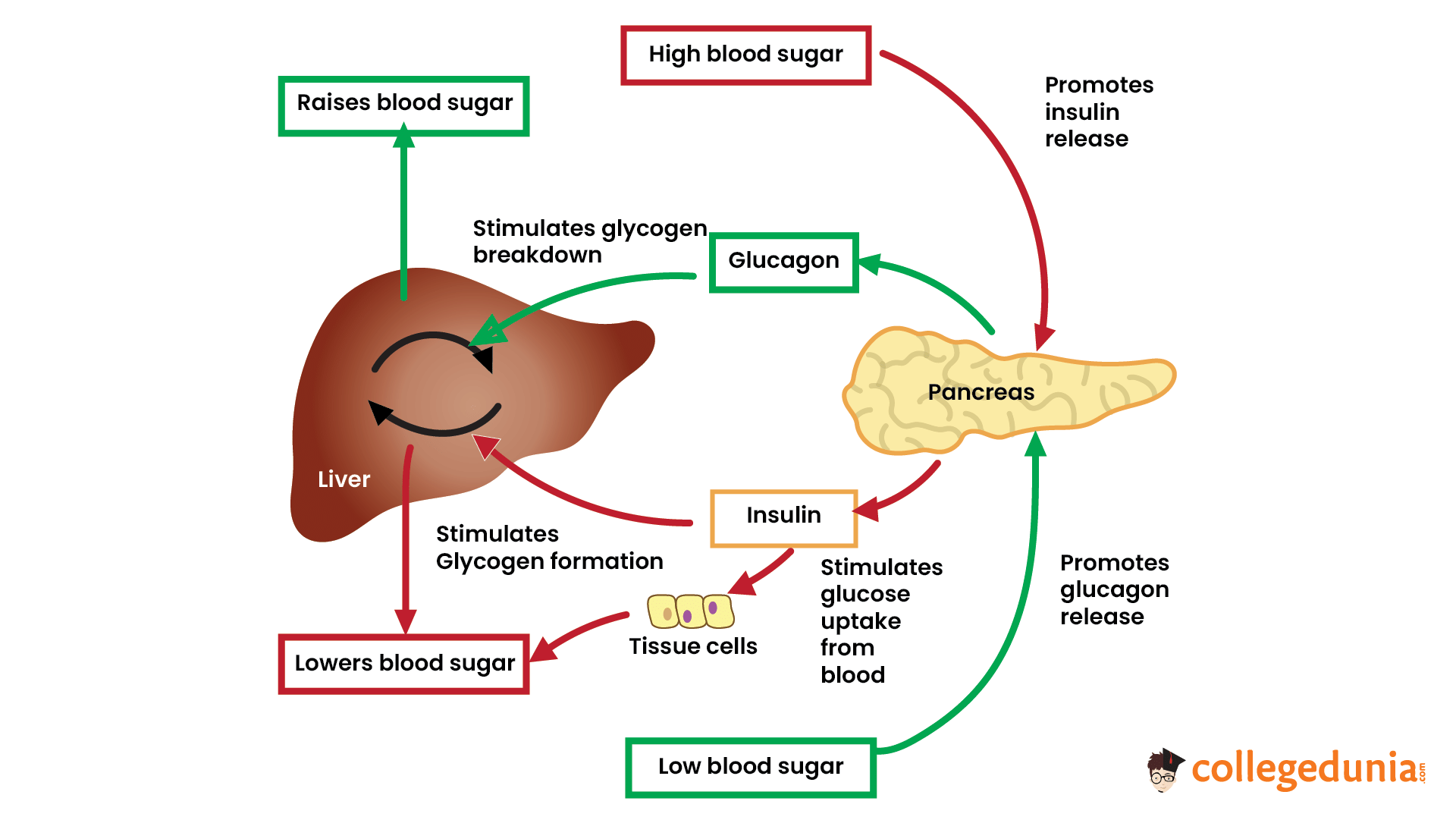 Insulin