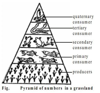 Pyramid of Numbers