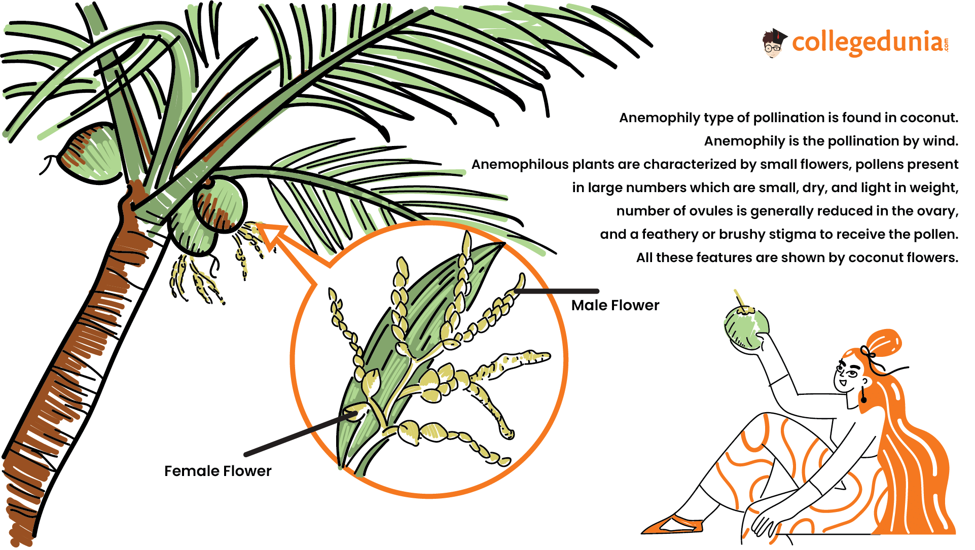 Anemophily in coconut