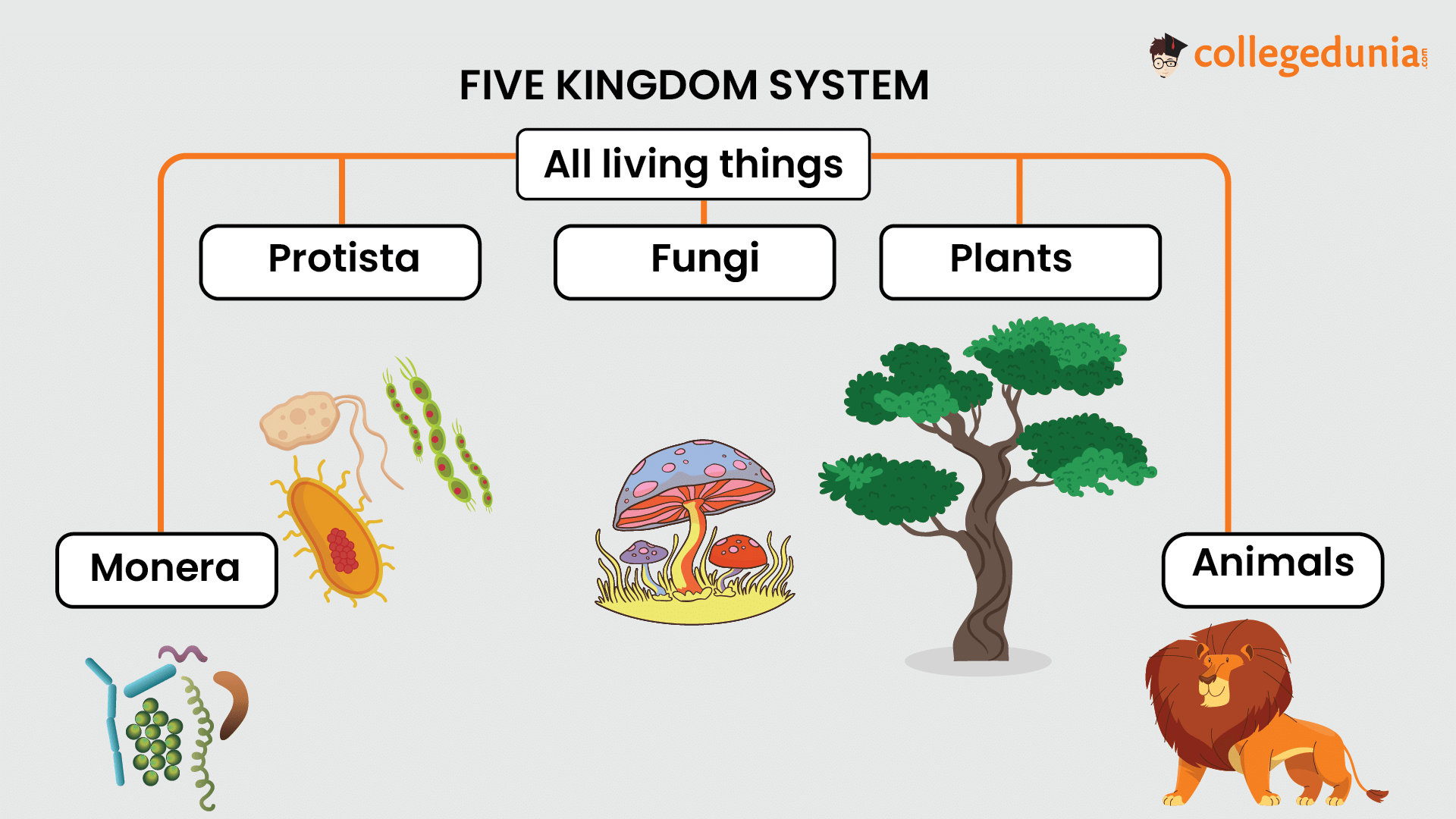 5 kingdom classification