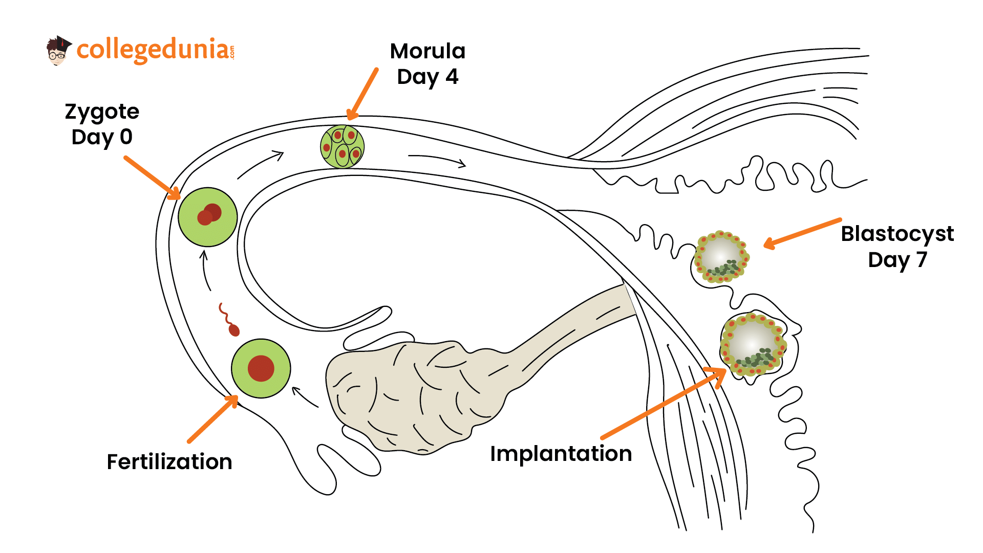 Blastocyst