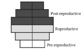 Age Pyramid