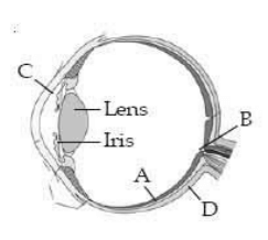 Parts A, B, C and D of the human eye