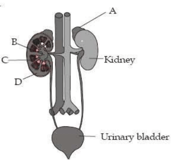 human urinary system with structures labelled A to D